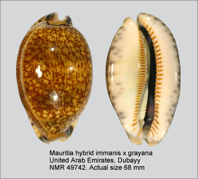 Mauritia hybid arabica immanis x grayana.jpg - Mauritia hybrid arabica immanis x grayana